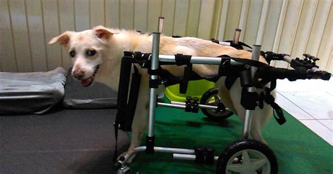 狗 輪椅 狗 義肢 藍 波 狗 狗 輪椅 設計